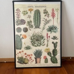 ビザールプランツ　植物図鑑風　絵　額込み
