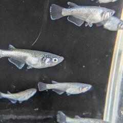 改良メダカ　ネプチューン　若魚　２ペア（4匹）の画像