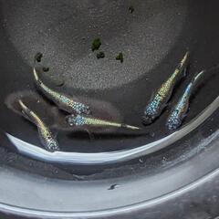 改良メダカ　ネプチューン　若魚　２ペア（4匹）の画像