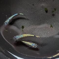 改良メダカ　ネプチューン　若魚　２ペア（4匹）