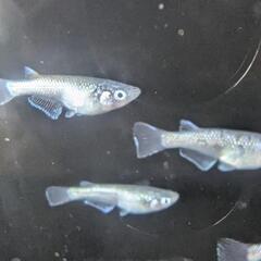 改良メダカ　ネプチューン　若魚　２ペア（4匹）の画像
