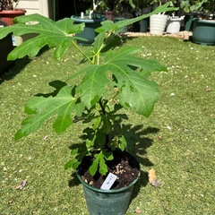 イチジク　バナーネ　1年目の鉢植え　ロングドュート　　
