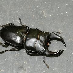 国産オオクワガタ　極太血統④