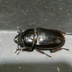 国産オオクワガタ　極太血統④の画像
