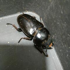 国産オオクワガタ　極太血統④の画像