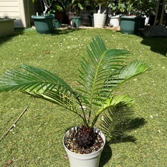 受付終了しました。ソテツ　蘇轍　観葉植物
