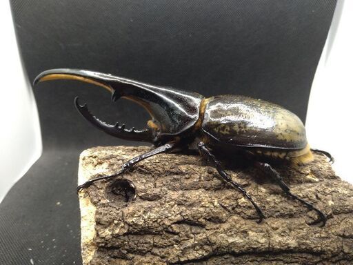 ヘラクレスオオカブトムシ　♂♀ペア　8-16