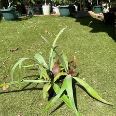 受付終了しました。ビカクシダ②観葉植物