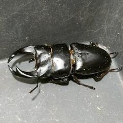 国産オオクワガタ　極太血統⑦