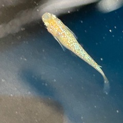 ヒミツヘイキメダカ（赤）10匹受け渡し決まりました