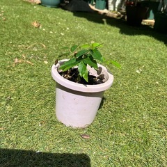 ジャボチカバの鉢植え　苗木