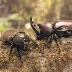 カブトムシ オス メス 成虫 昆虫 ペア セット 卵
