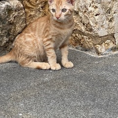 石垣島で里親募集