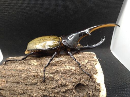 ヘラクレスオオカブトムシ　♂♀ペア　8-17