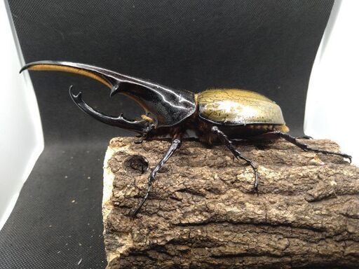 ヘラクレスオオカブトムシ　♂♀ペア　8-17