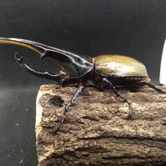 ヘラクレスオオカブトムシ　♂♀ペア　8-17 ヘラクレスオオカブトムシ ♂♀ペア 8-17