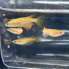 東天紅バタフライ　若魚

