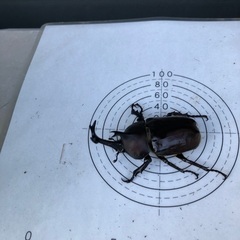 カブトムシの成虫(オス残り2匹)を無料で差し上げますの画像