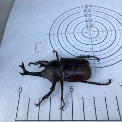 カブトムシの成虫(オス残り2匹)を無料で差し上げますの画像
