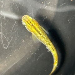 琥珀ゴールドラメメダカ　受け渡し決まりました