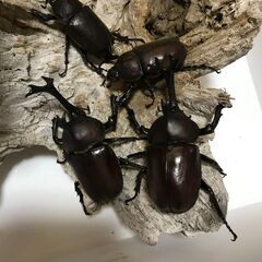 天然　かぶと虫　オス2匹　メス3匹　合計5匹セット　１，０００円...