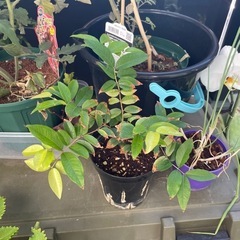 ジャボチカバ(南国フルーツ.観葉植物)