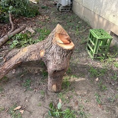 太い木です♪の画像