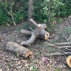 太い木です♪の画像