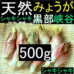 すぐにお渡しできます♪黒部峡谷の天然みょうが・ミョウガ・冥加 500g