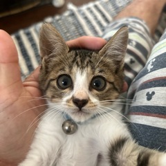 （トライアル決まりました）猫と生活してみませんか？