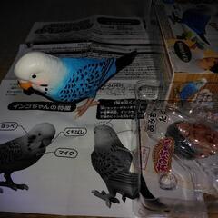 商談中☆美品☆毎日おしゃべり天才インコちゃん