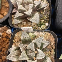 ハオルチア　雪の舞