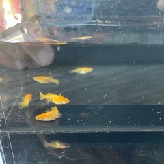 メダカ　朱天皇2ペア+メス1  　2024年生まれ