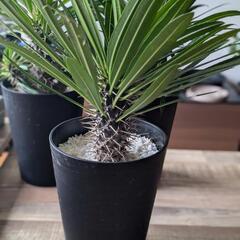 [最終値下げ]観葉植物ラメリー
