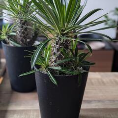 [最終値下げ]観葉植物ラメリー