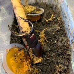 ノコギリクワガタ水牛
の画像