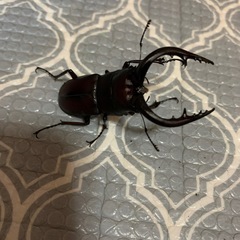 ノコギリクワガタ水牛
