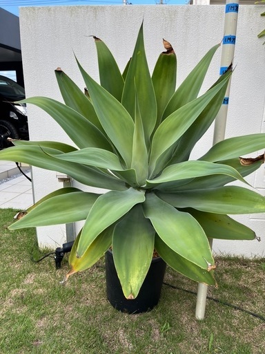 アガベ　アテナータ　（値下げしました）