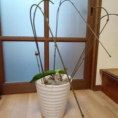 （お話中）胡蝶蘭苗の画像