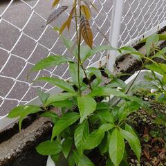 どんぐりの木2
