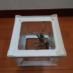 爬虫類ケース小　昆虫や小型の爬虫類、両生類の飼育ケージ※最終値引き9月8日までの画像