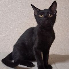 甘々の黒猫ちゃん(里親さん決定)