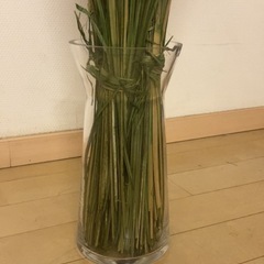 ガラスの花瓶と大きめ観葉植物。の画像