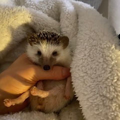 【急募】ハリネズミの里親を探しています！