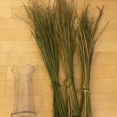 ガラスの花瓶と大きめ観葉植物。の画像