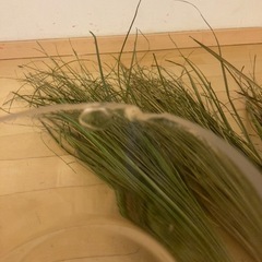 ガラスの花瓶と大きめ観葉植物。の画像