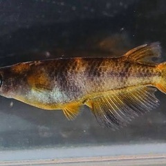 メダカ🐟美虎✨ 若魚10匹980円
