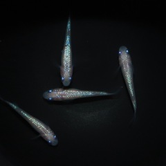 メダカ🐟ピンクサファイア✨若魚10＋α、980円