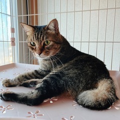 約5歳の♂です‪☆