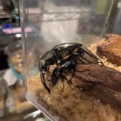 カブトムシ・クワガタムシ（国産、外国産）
